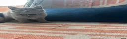British Shorthair cats for sale: 🏆💫GCCF REGISTERED CHUNKY KITTIES💫🏆 - Advert 13