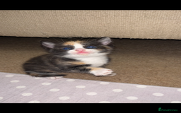 Mixed Breed cats for sale: Beautiful kittens ready for new loving homes  - Advert 27