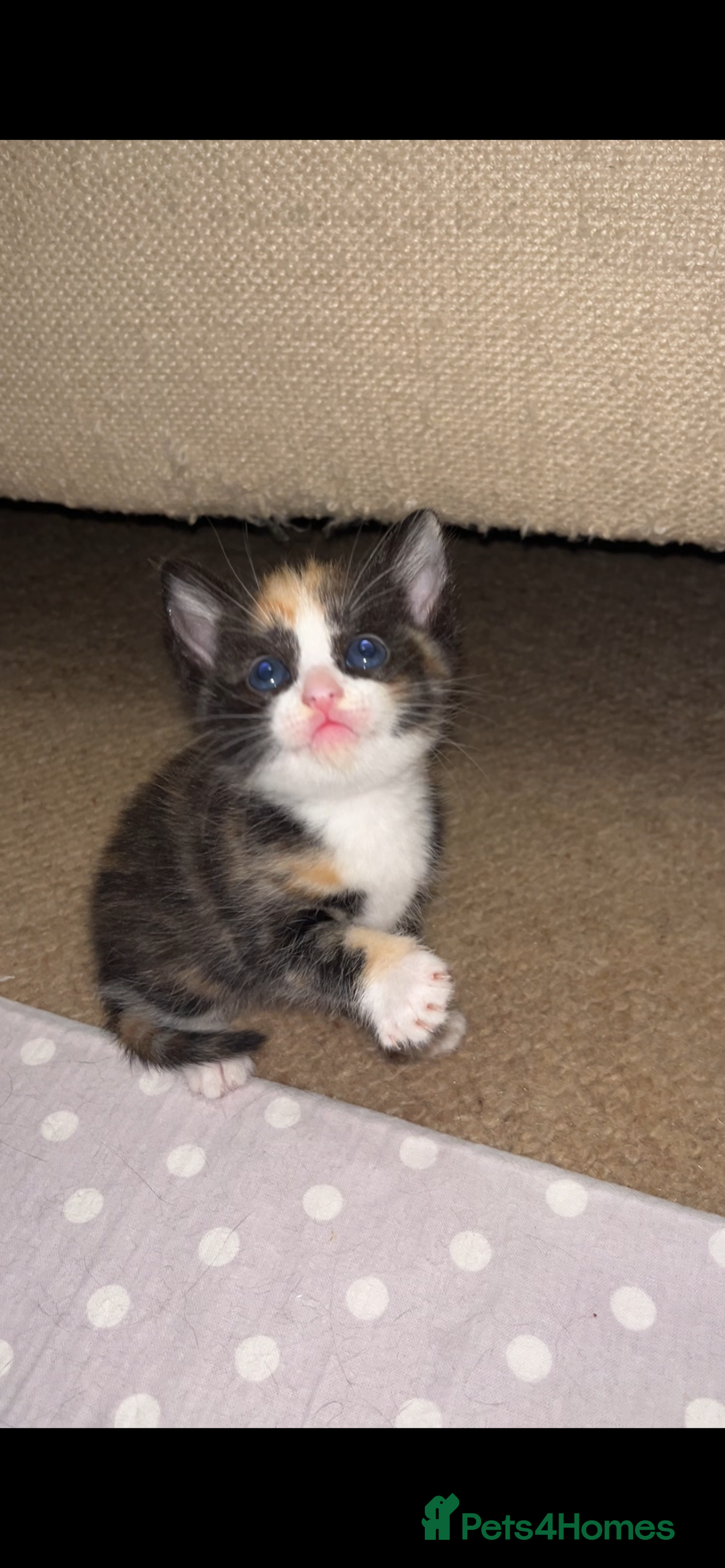 Mixed Breed cats for sale: Beautiful kittens ready for new loving homes  - Advert 27