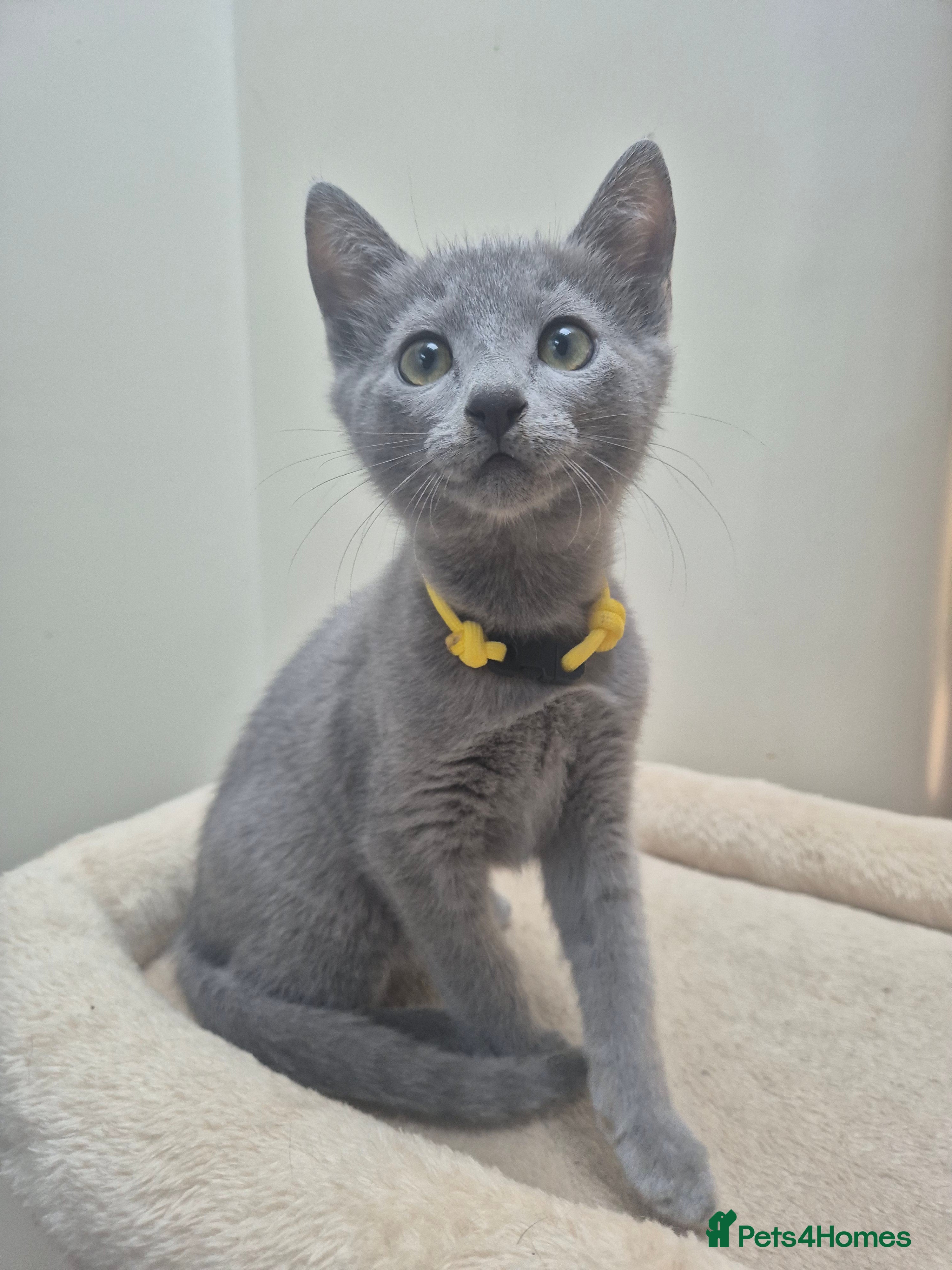 Russian Blue cats Russian Blue Kittens Loving Homes Only TICA Reg - Advert 2