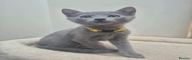 Yellow collar