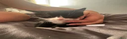 Domestic Shorthair cats for sale: 2 tuxedo kittens for sale - Advert 8
