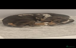 Miniature Dachshund dogs for stud: STUD  - Image 1