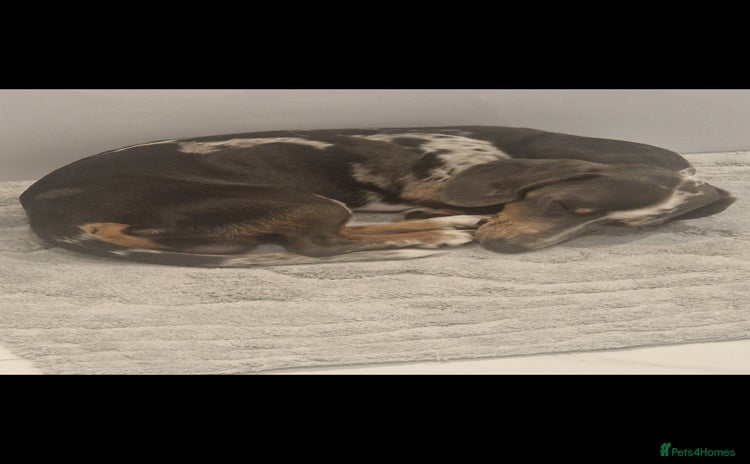Miniature Dachshund dogs - Advert 2