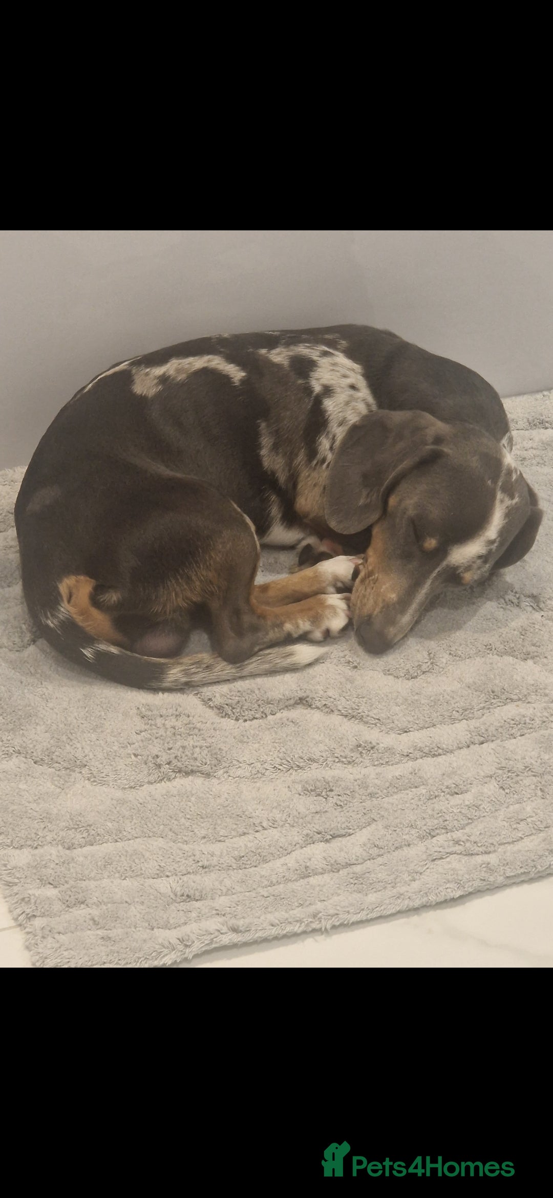 Miniature Dachshund dogs for stud: STUD  - Image 1