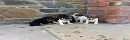 Jack Russell dogs for sale: 5 Jack Russel Puppy’s  - Advert 4