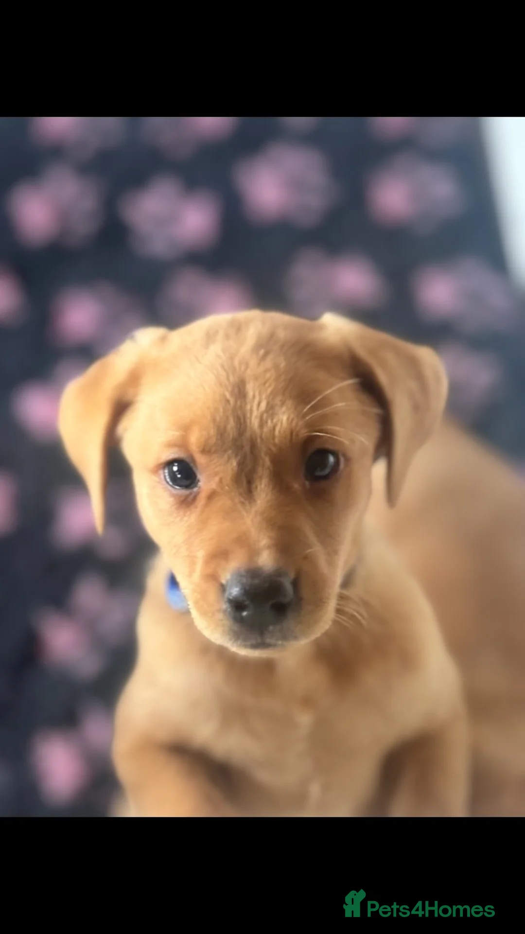 Labrador Retriever dogs for sale: Fox Red working labs  - Advert 3