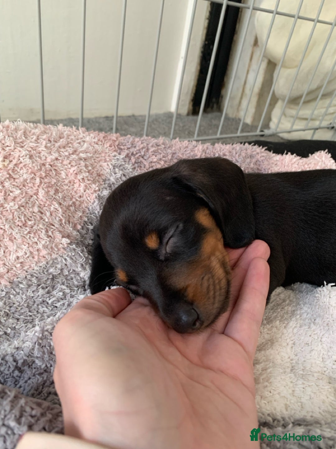 Miniature Dachshund dogs for sale: KC Long haired miniature dachshund puppies - Image 8