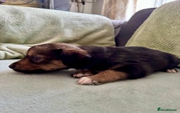 Mixed Breed dogs for sale: Sprollie x husky puppies  - Image 8