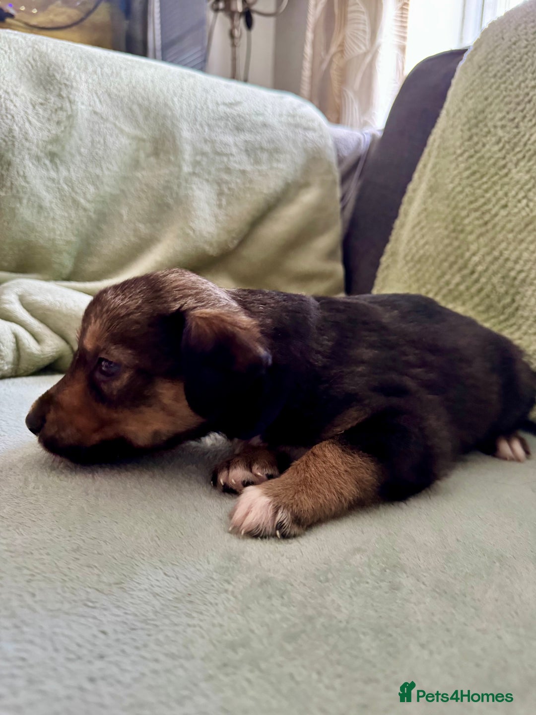 Mixed Breed dogs for sale: Sprollie x husky puppies  - Image 8