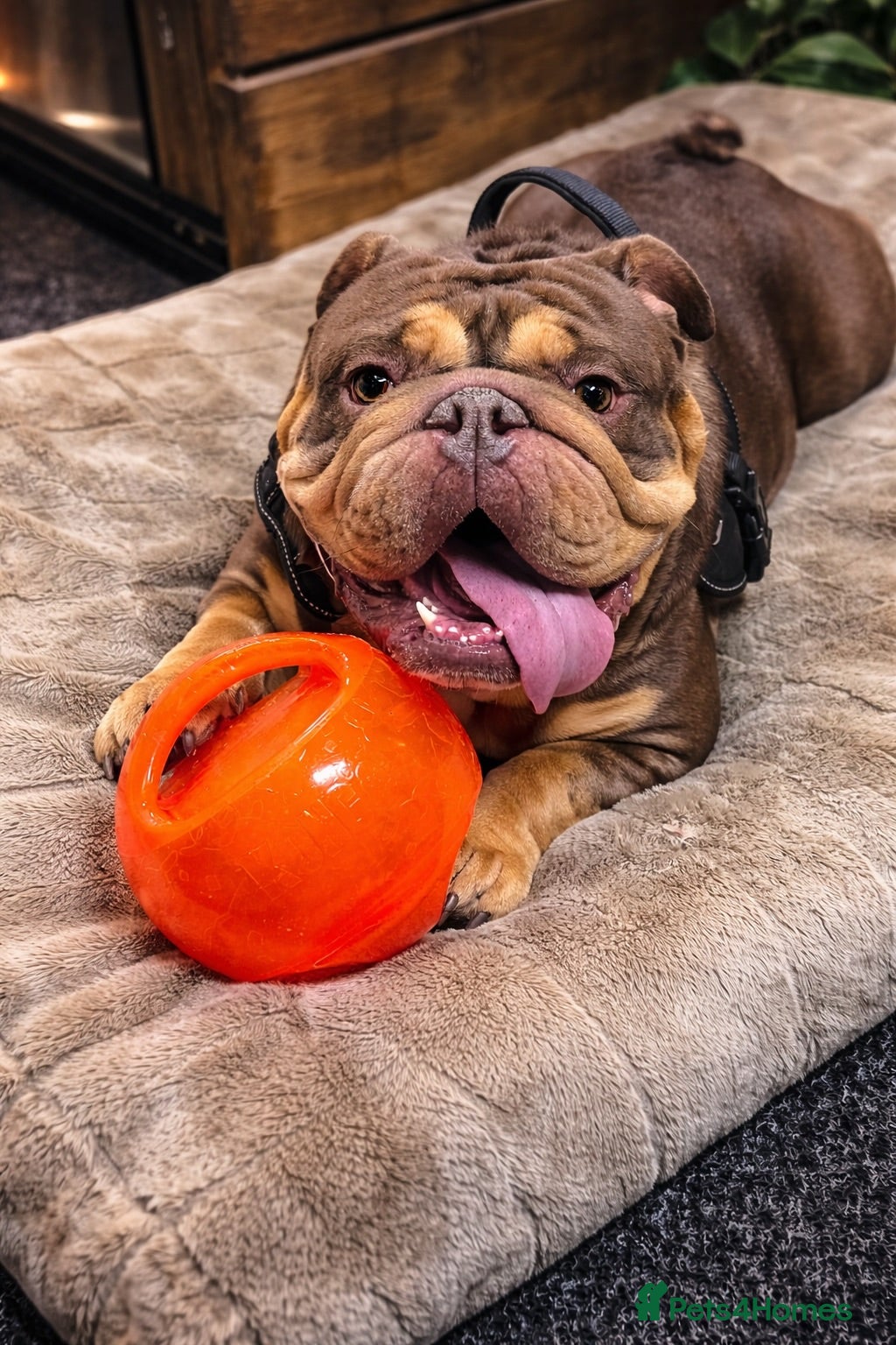 English Bulldog dogs Handsome British Bulldog Male - Advert 1