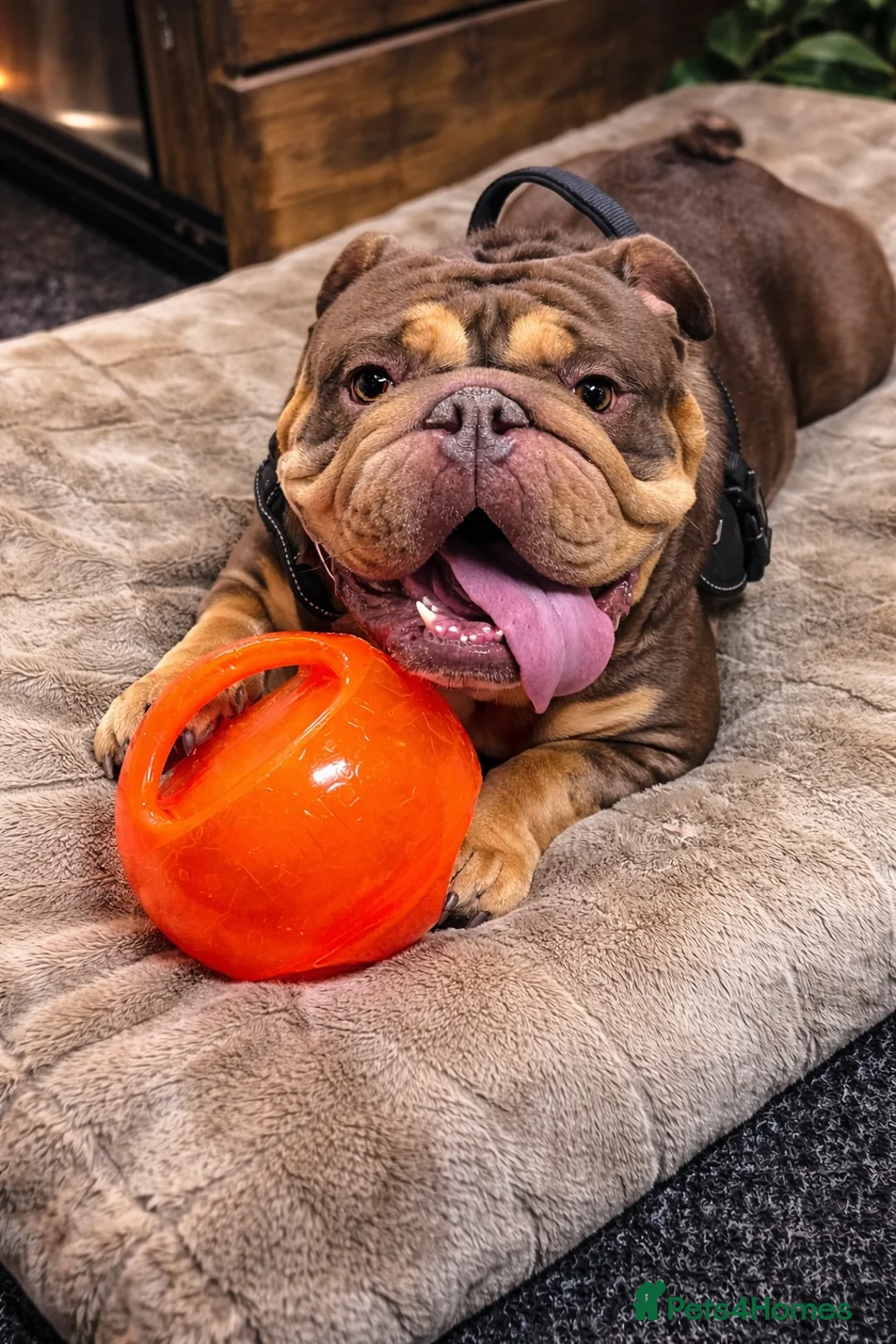 English Bulldog dogs for sale: Handsome British Bulldog Male - Advert 1