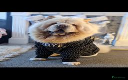 Chow Chow dogs for sale: Rambo the chow-chow  - Image 2