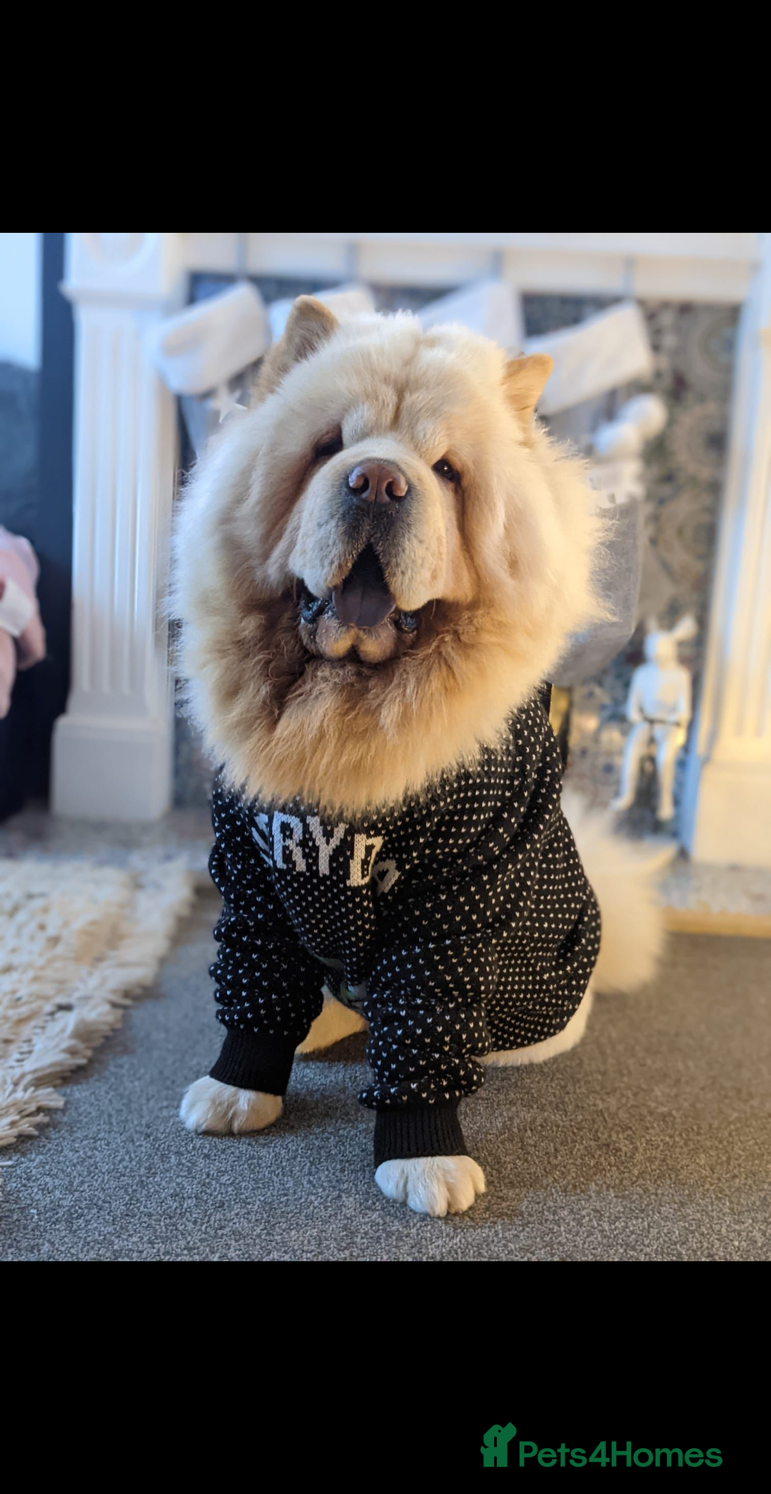 Chow Chow dogs for sale: Rambo the chow-chow  - Image 2