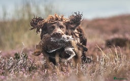 Cocker Spaniel dogs for stud: Working cocker spaniel for stud in Bedale - Image 8