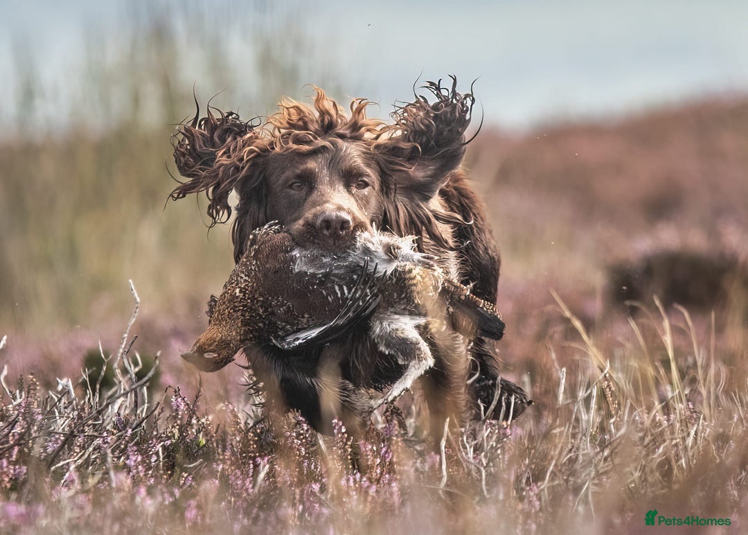Cocker Spaniel dogs for stud: Working cocker spaniel for stud in Bedale - Image 8