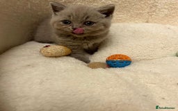British Shorthair cats for sale: Stunning British Shorthair ready to reserve  - Image 7