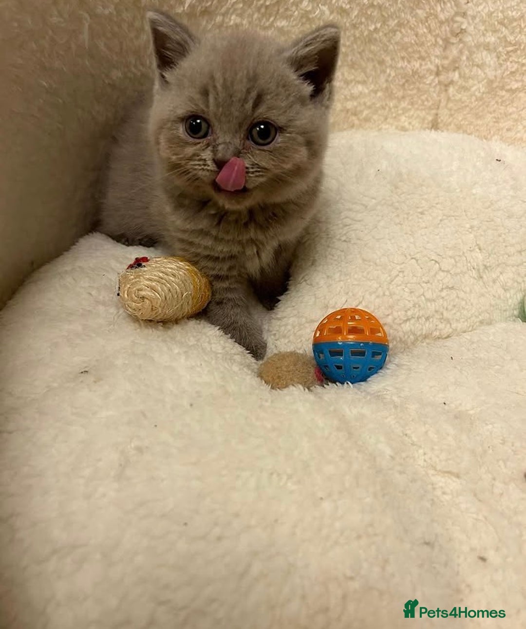 British Shorthair cats for sale: Stunning British Shorthair ready to reserve  - Image 7