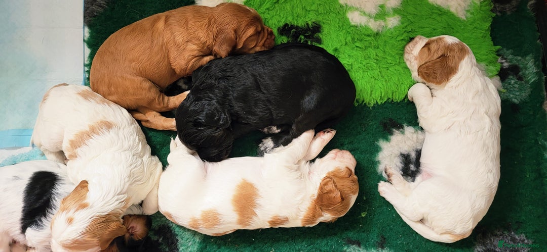 Mixed Breed dogs for sale: Stunning health tested sprollie x cocker  - Image 15