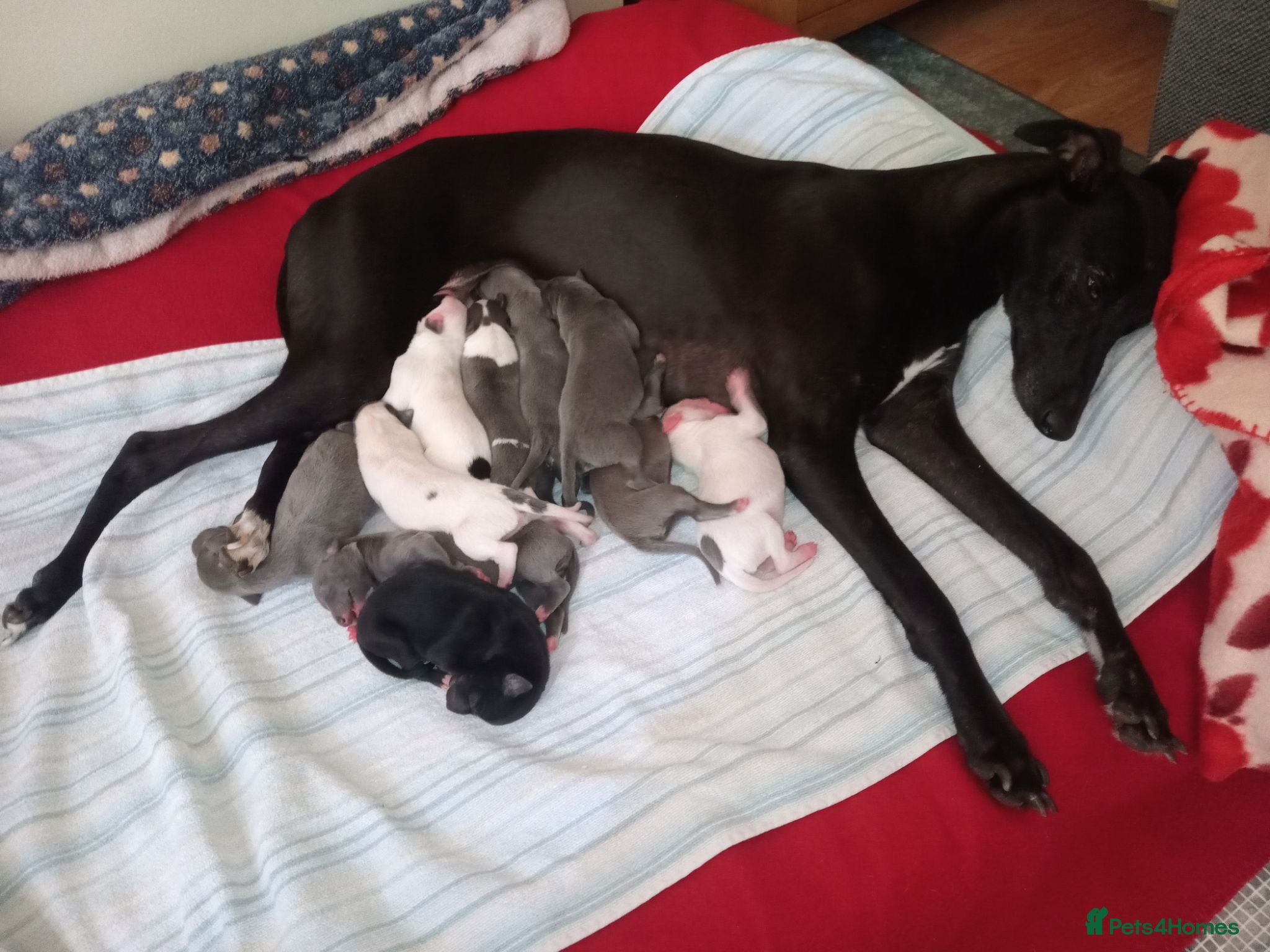 Whippet dogs REDEVELYN WHIPPET'S KC REG NR GLOUCESTER  - Advert 1