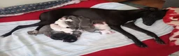 Whippet dogs for sale: REDEVELYN WHIPPET'S KC REG NR GLOUCESTER  - Advert 1