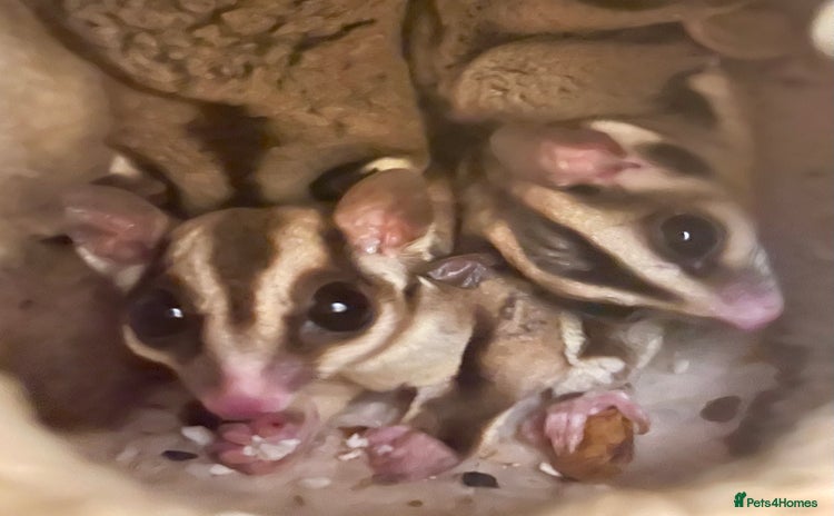 Sugar Glider rodents - Advert 1