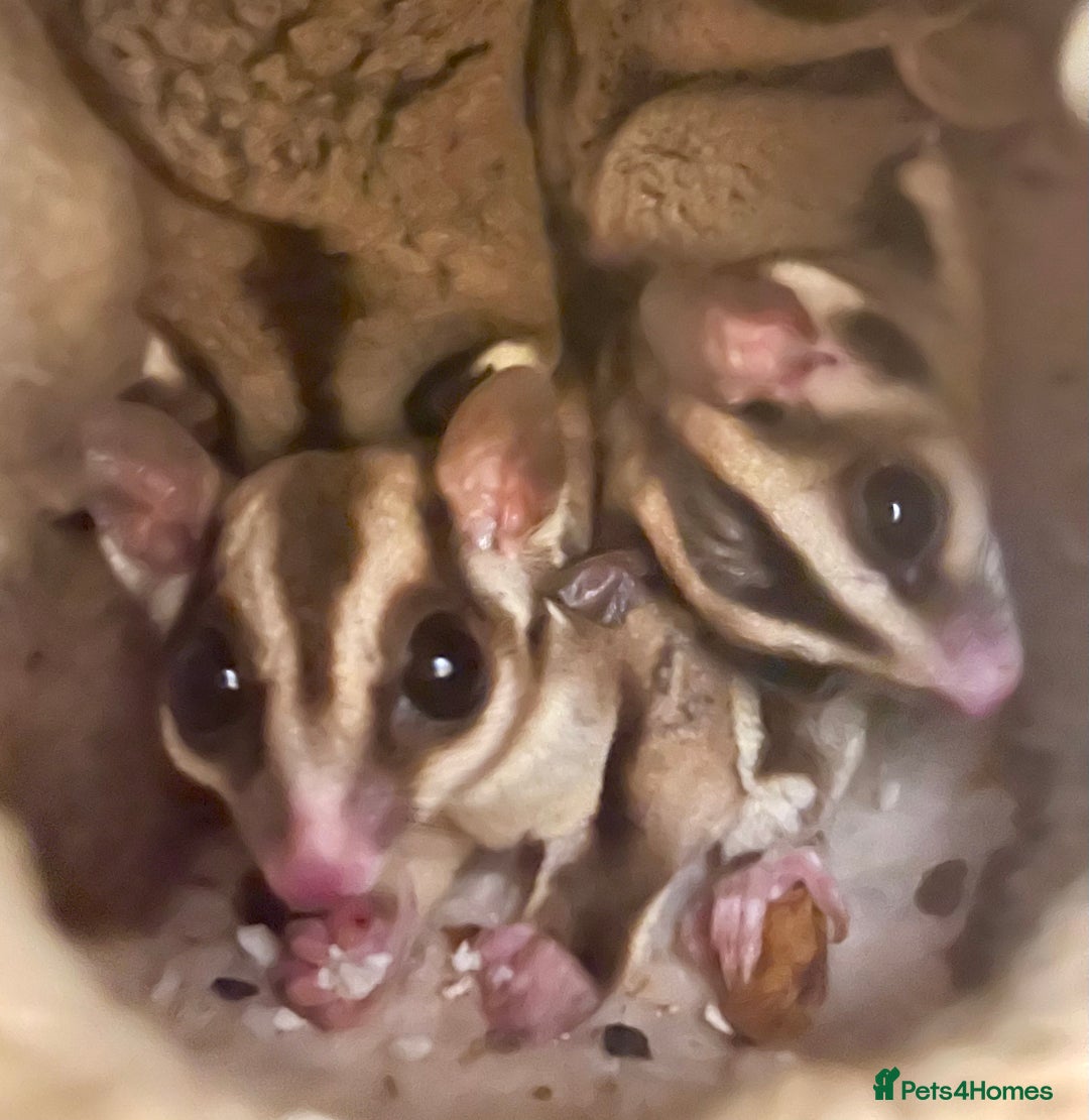 Sugar Glider rodents for sale: Male Sugar Gliders approx a year old  - Image 1