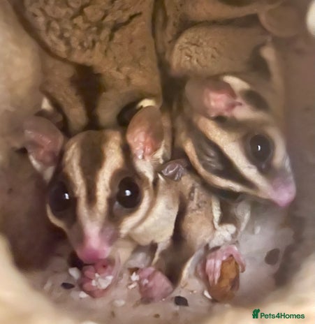 Sugar Glider rodents - Advert 5