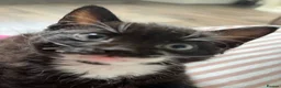 Mixed Breed cats for sale: Black and white boy kitten in Earlston - Advert 3