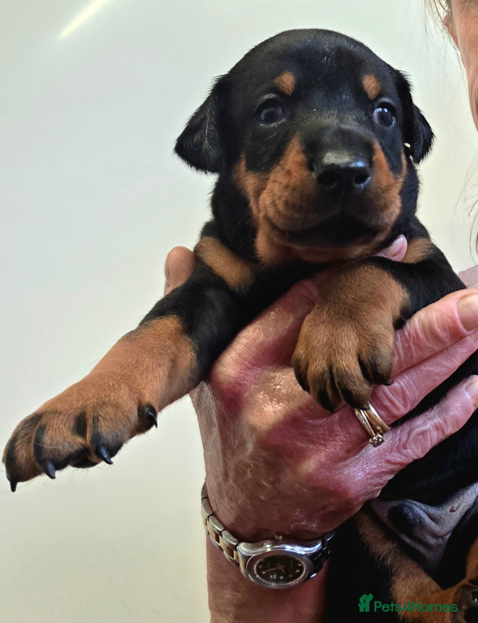 Dobermann dogs Fantastic KC Dobermann Puppies  - Advert 2