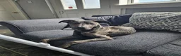Mixed Breed dogs for sale: LOKI, gorgeous cross breed - Advert 5