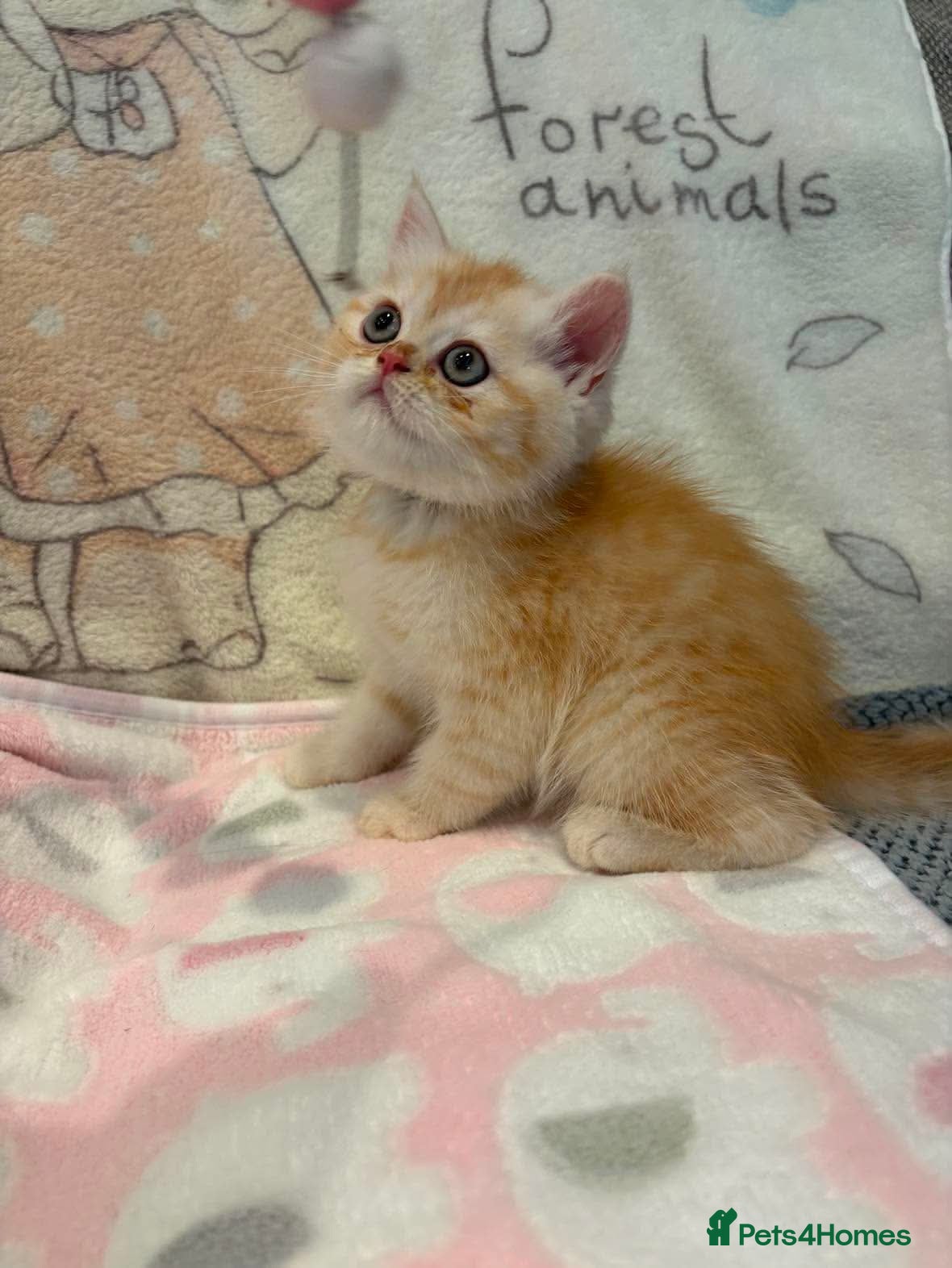 Persian cats *Last One* Reduced Beautiful Persian Exotic Kitten - Advert 16