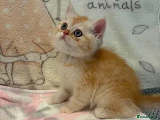 Persian cats *Last One* Reduced Beautiful Persian Exotic Kitten - Advert 16