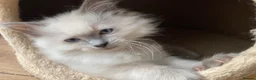 Ragdoll cats for sale: Beautiful Ragdoll Kittens - Advert 4