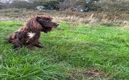Cocker Spaniel dogs for sale: Cocker spaniel pups - Image 18