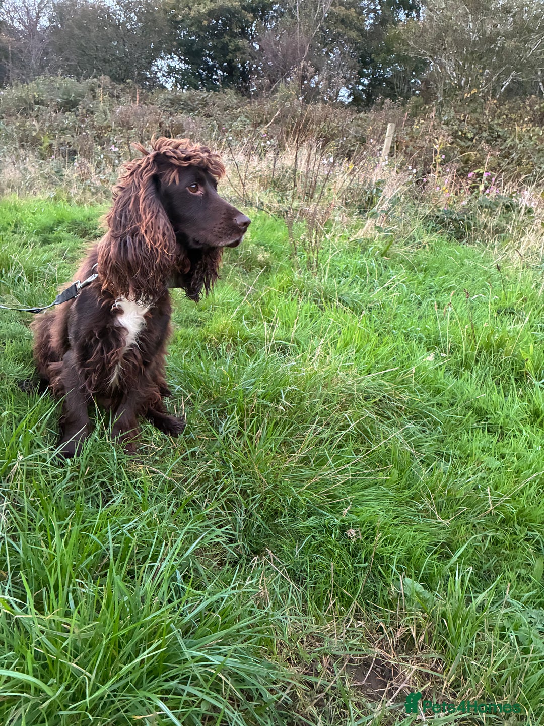 Cocker Spaniel dogs for sale: Cocker spaniel pups - Image 18