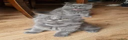 British Longhair cats for sale: Gorgeous British Blue longhair kittens - Advert 14