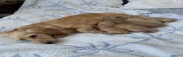 Miniature Dachshund dogs for sale: Cream Long Haired Dachshunds - Advert 1