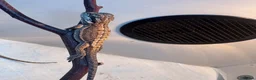 Bearded Dragon reptiles for sale: 🦎 Beautiful bearded dragons 🐉  - Advert 4