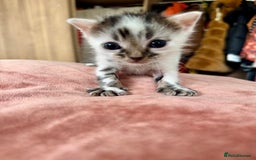 Bengal cats for sale: 4 pure bangal and 5 bengal x kittens - Image 14