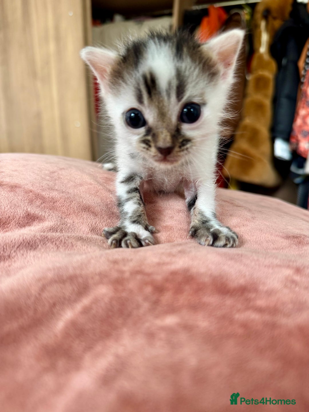 Bengal cats for sale: 4 pure bangal and 5 bengal x kittens - Image 14