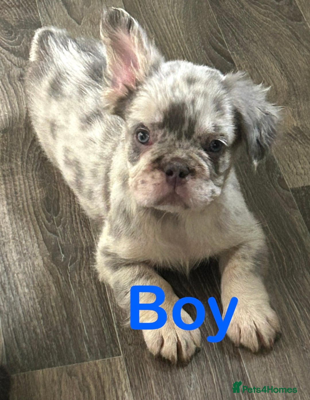 French Bulldog dogs for sale: 🐾Ready now 🔥Fluffy French bulldogs🔥🐾 in Rotherham - Image 23