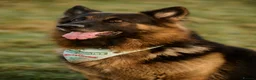 German Shepherd dogs for stud: Long haired german shepherd for stud - Advert 10