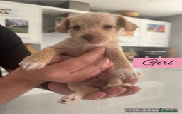 Mixed Breed dogs for sale: REDUCED - Cockapoochi Puppies - READY TO VIEW 🐶 - Image 8