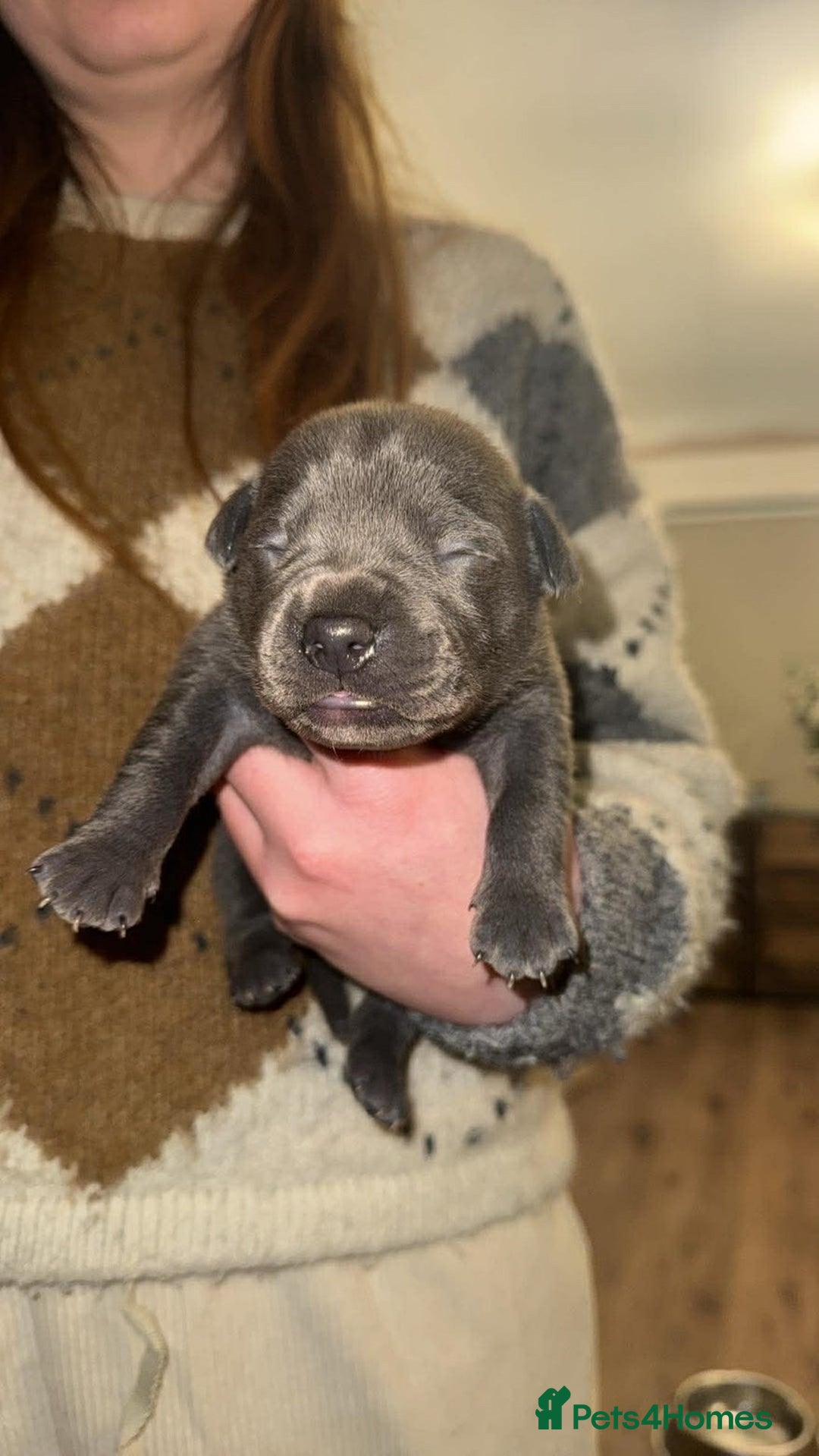 Staffordshire Bull Terrier dogs for sale: Gorgeous staffy puppies  - Advert 12