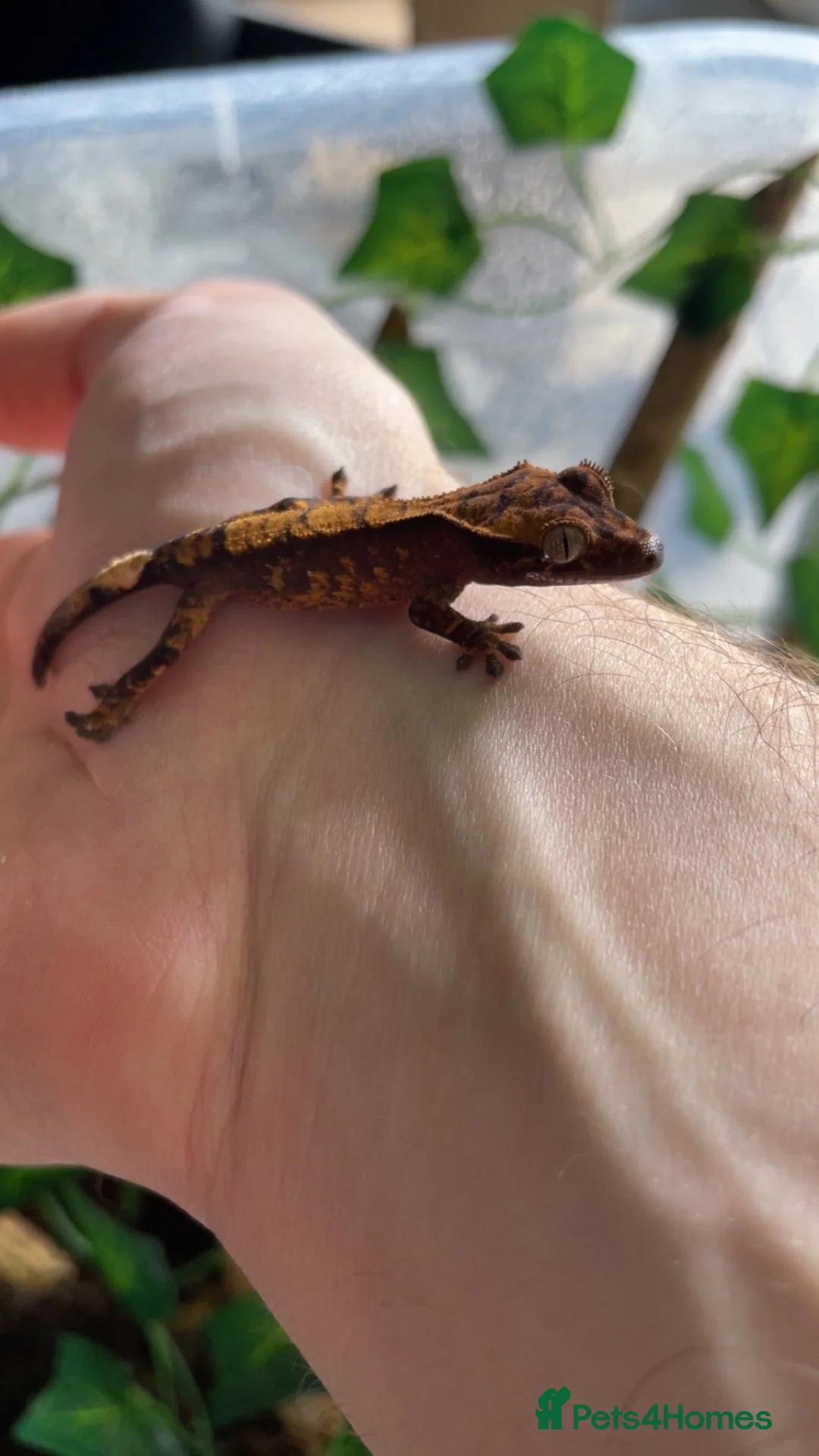 Gecko reptiles for sale: Baby Harley Quinn crested gecko  - Advert 2