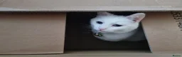 British Shorthair cats for sale: Lulu is looking for a new home. - Advert 5