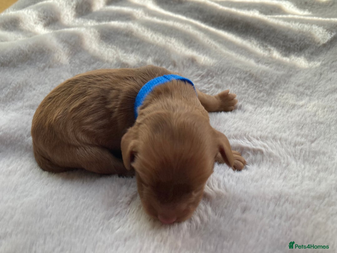 Mixed Breed dogs for sale: Cockapoo/Cavapoo Mix Puppies Available 10 Nov 25 - Image 23