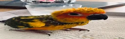 Conures birds for sale: 1 left to reserve hand rearing 3 sun conures - Advert 3