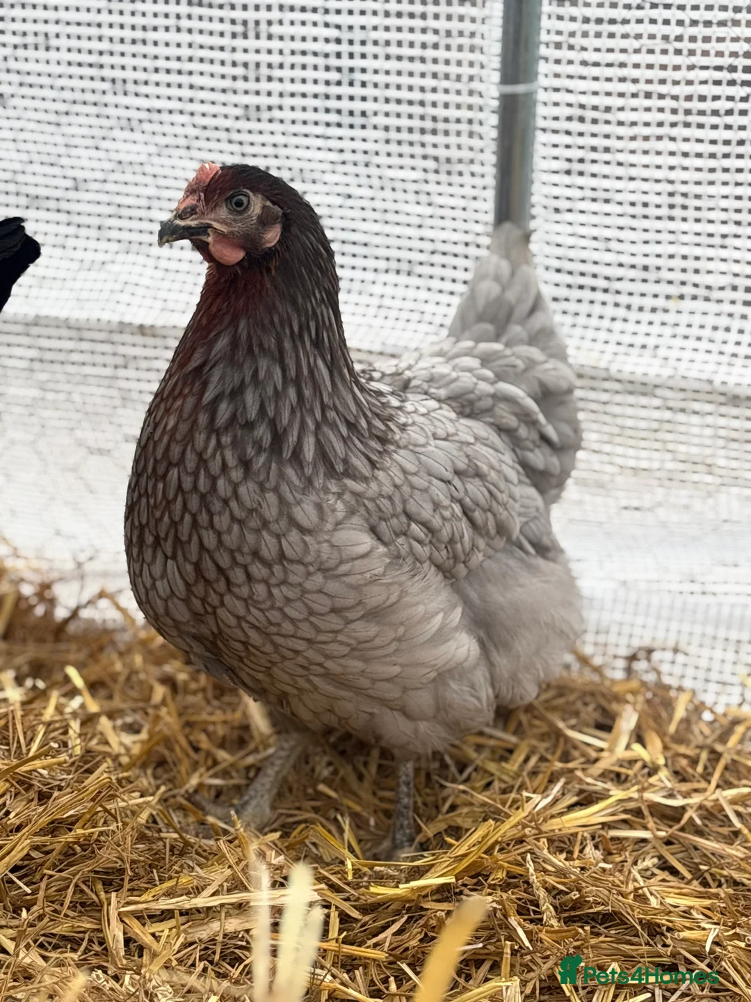 Chickens poultry for sale: Point of Lay Hens for Sale!  in Worcester - Advert 1